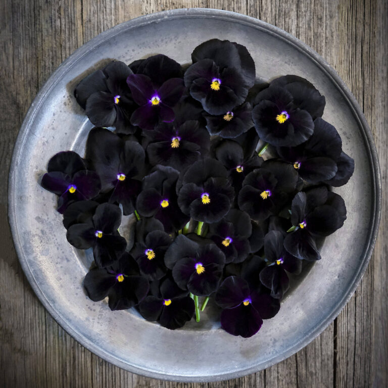 rsz_pansy_holland_giant_black_lah_2024__dsf3250 scaled 1