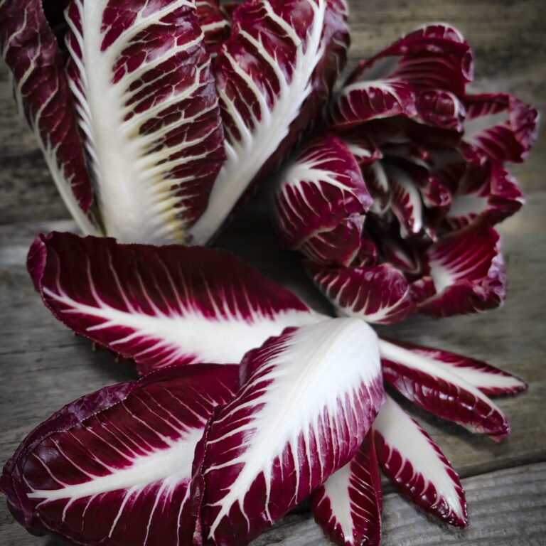 Chicory Rossa Di Treviso LAH 2024_DSF3112 scaled