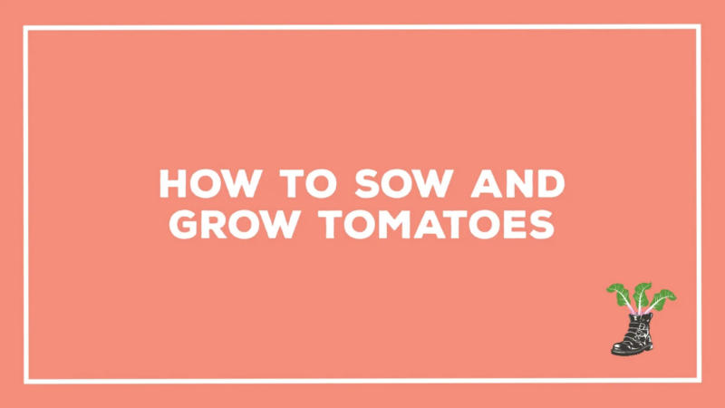 sow grow tomato cover