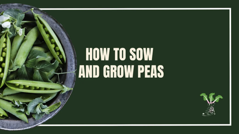 sow grow peas cover