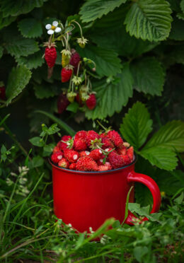 Wild Strawberry Baron Solemacher web _2195850313 scaled