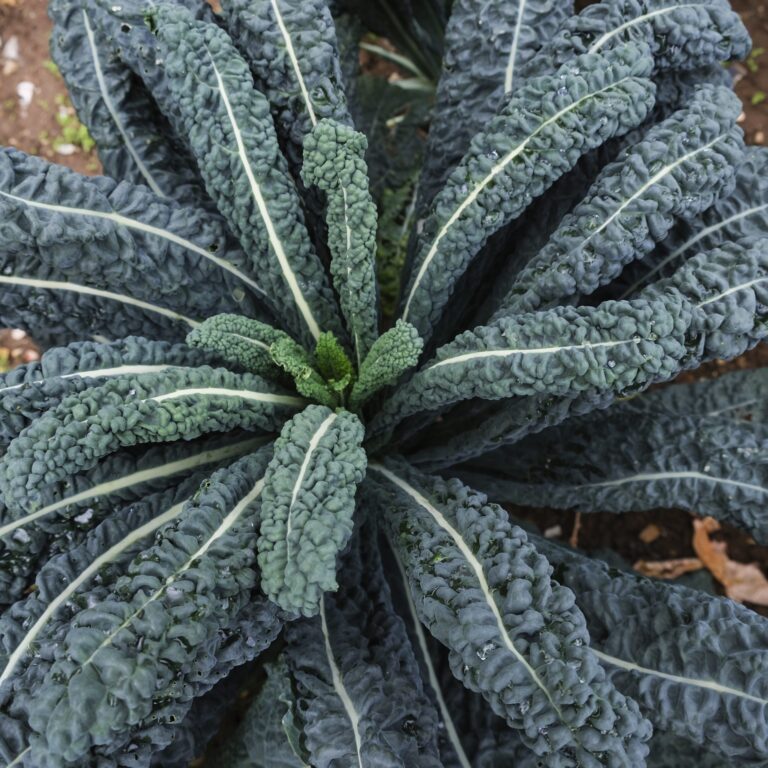 Kale Prescoce Di Toscana 3 2048x2048 1