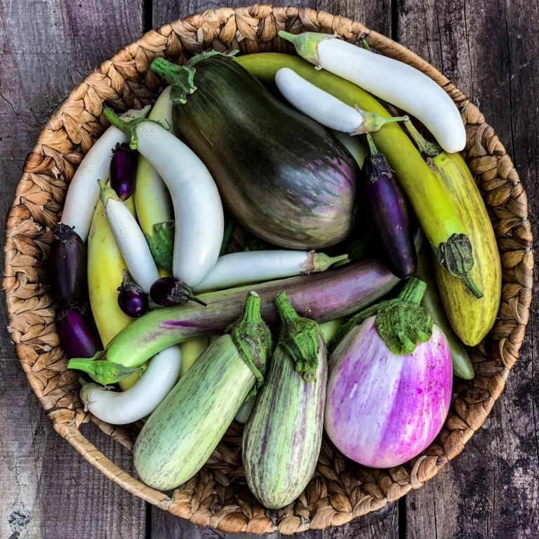 Aubergines jpg