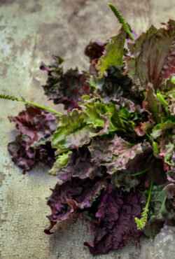 Plantain Purple Perversion 1