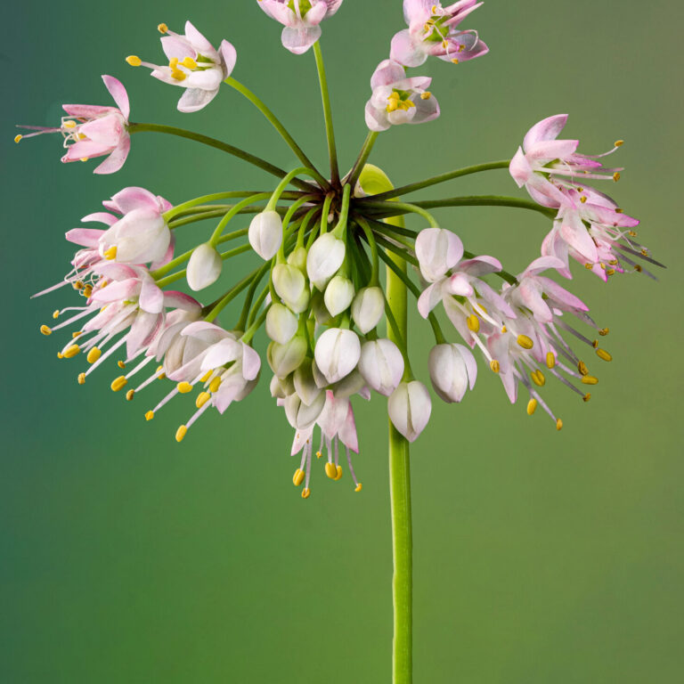 Cover Onion Nodding shutterstock_2021177816 1478x2048 1