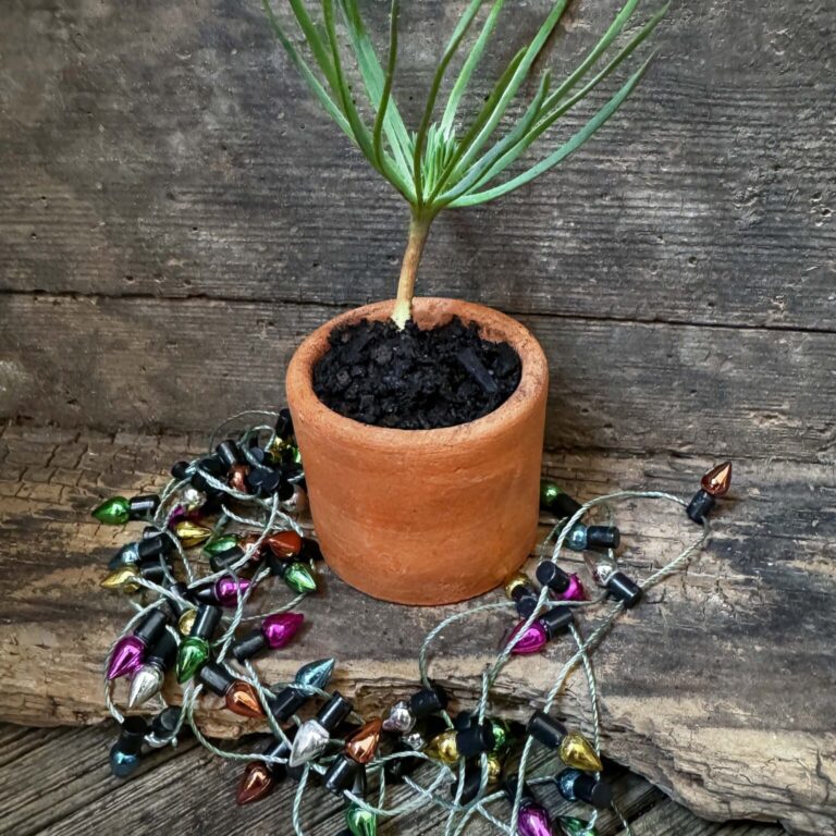 Edible Tree Xmas Tree LAH 2024 web IMG_3735 1 1536x2048 1