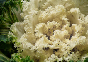 kale jardin ivory
