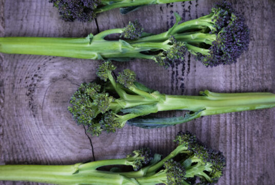 purple sprouting broccoli rudolph