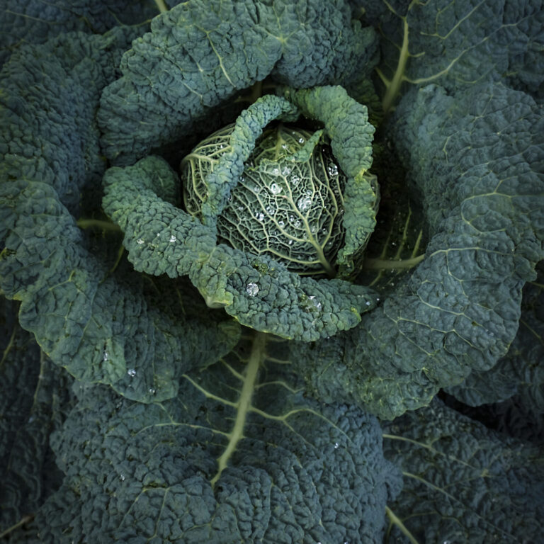 Cover Cabbage Savoy Aubervilliers_DSF1758 1478x2048 1