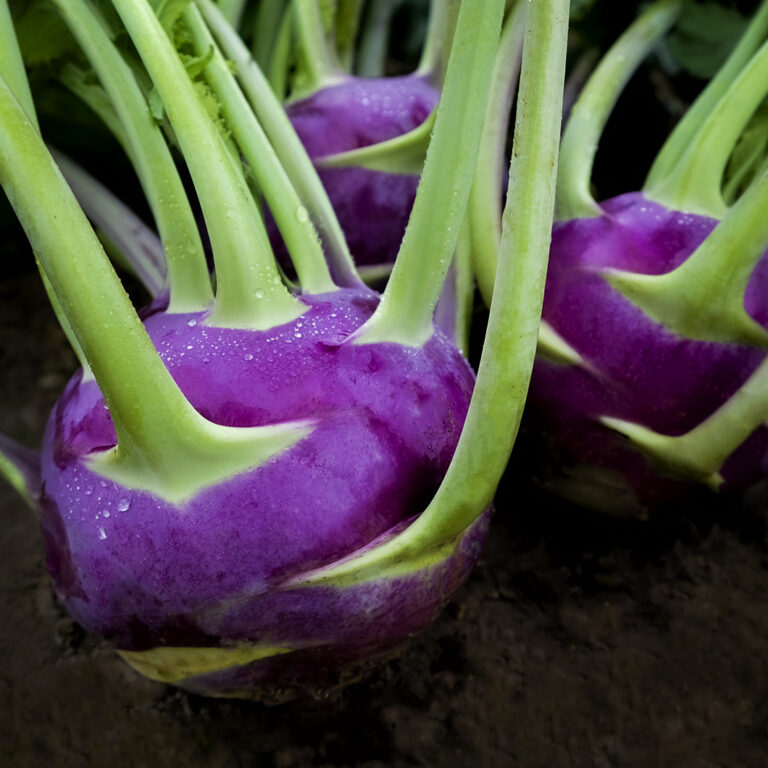 Cover Kohl Rabi Dyna