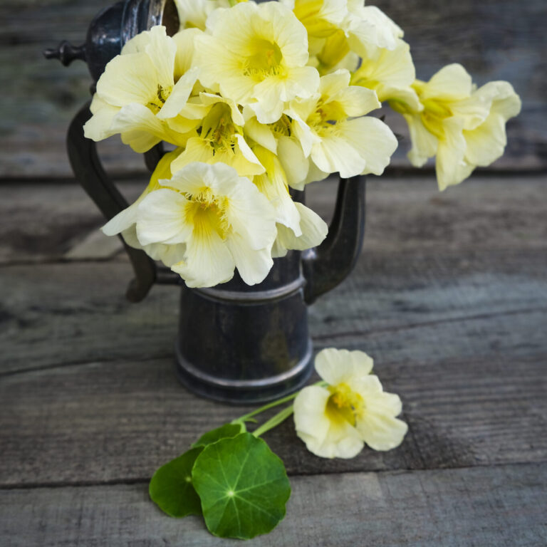 Nasturtium Yeti LAH _DSF2787 1365x2048 1