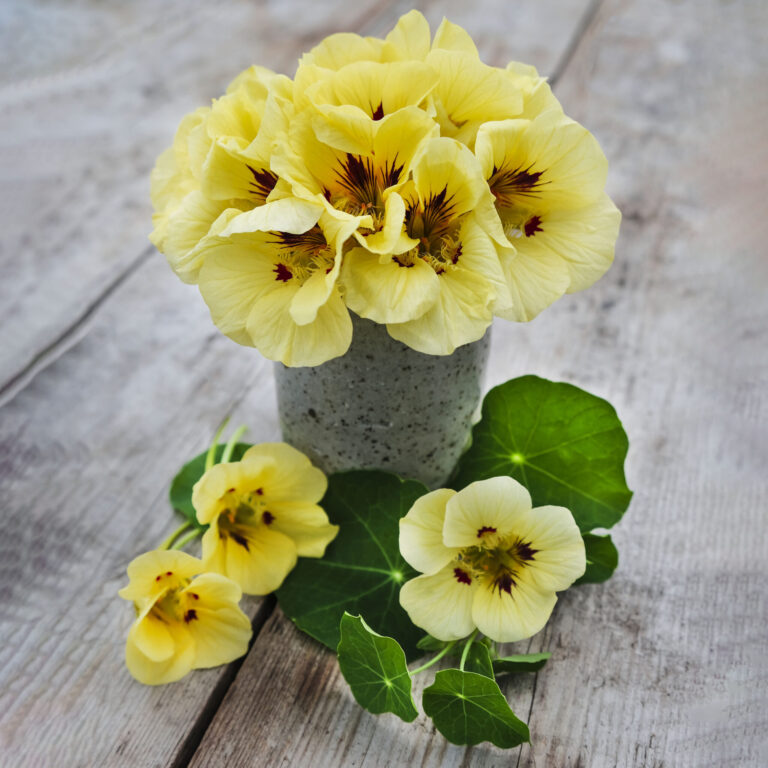 Web Crop Peach Melba nasturtium_DSF2809 2048x2048 1