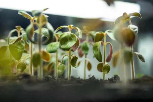 She Grows Veg Seedlings 2048x1463 1