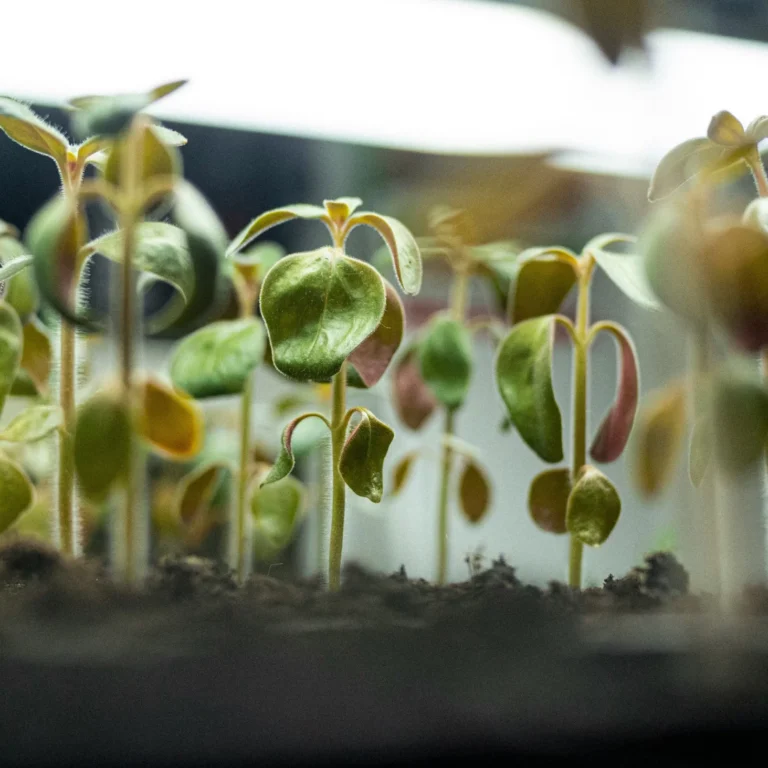 She Grows Veg Seedlings 2048x1463 1