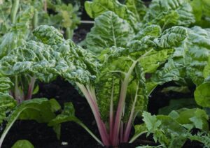 IMG_3725 e1728472404877