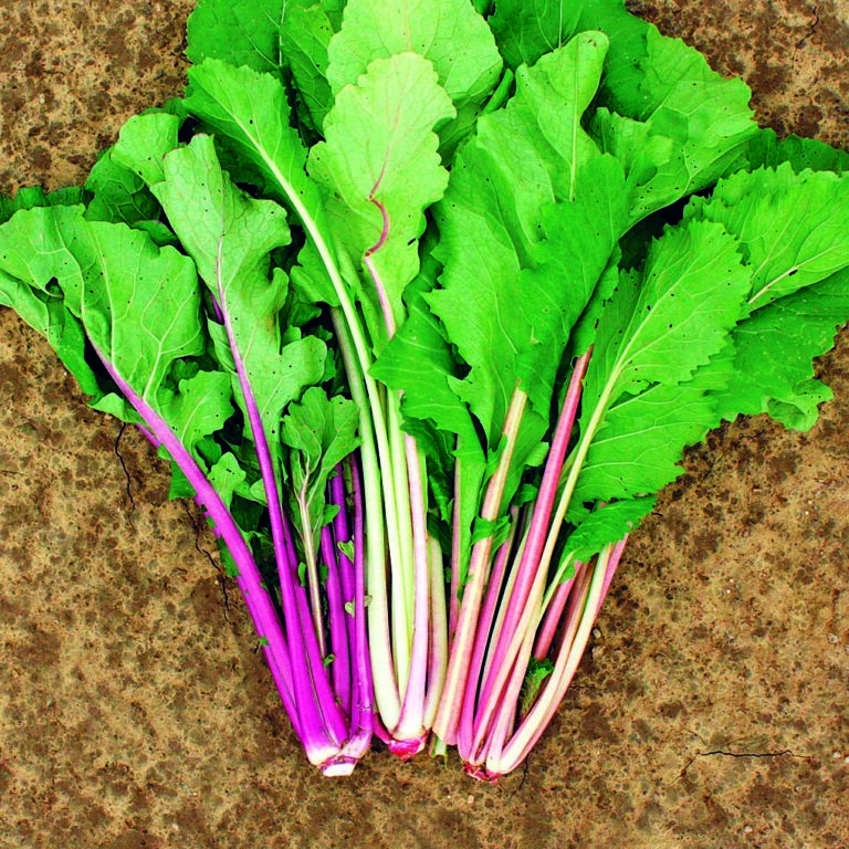 Pak Choi Vivid 2