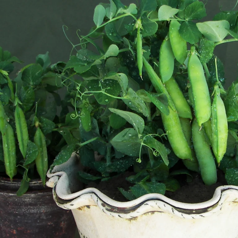 tom thumb heirloom pea