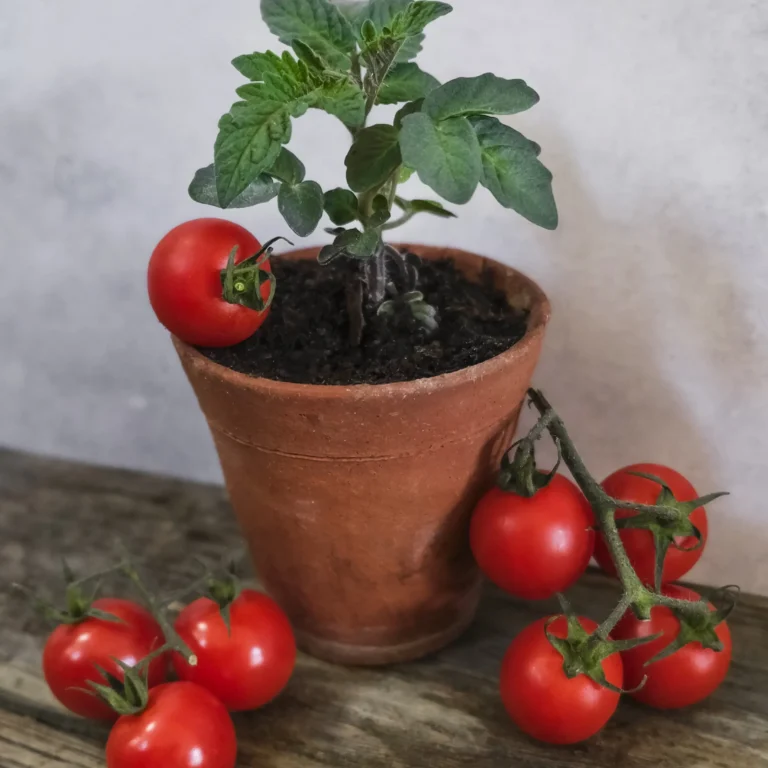 Micro Tomato Vilma cover scaled scaled 1