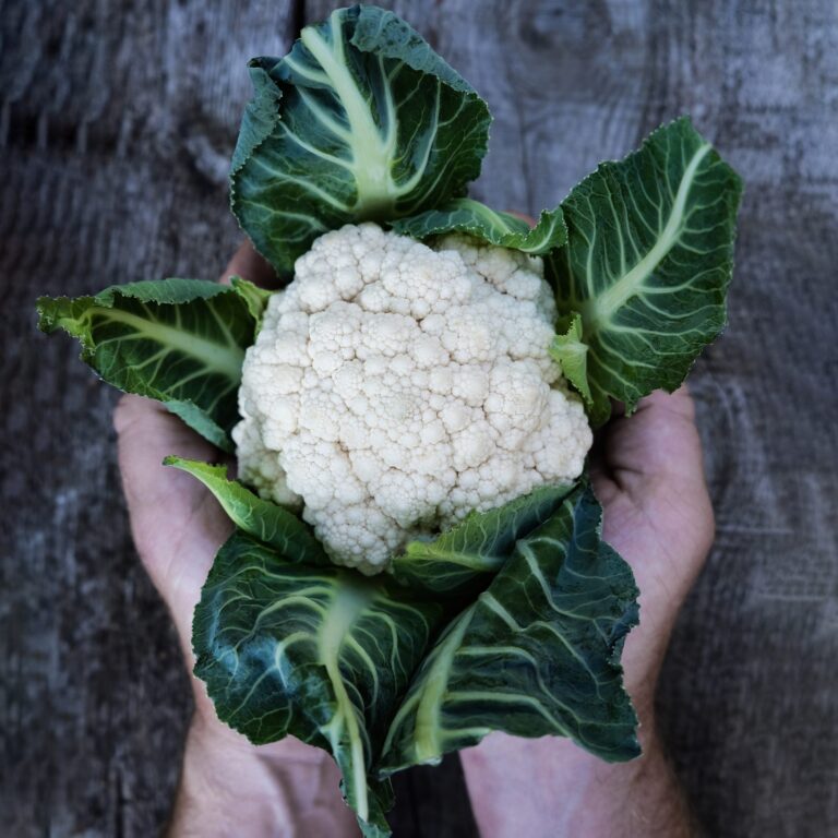 Cauliflower Jesi 1 scaled 1