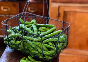 Broad Bean Dreadnought 2 1 scaled 1