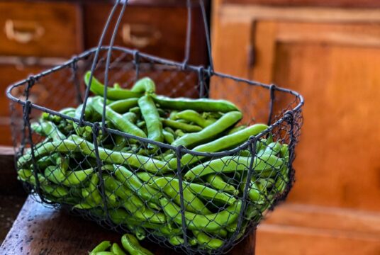 Broad Bean Dreadnought 2 1 scaled 1