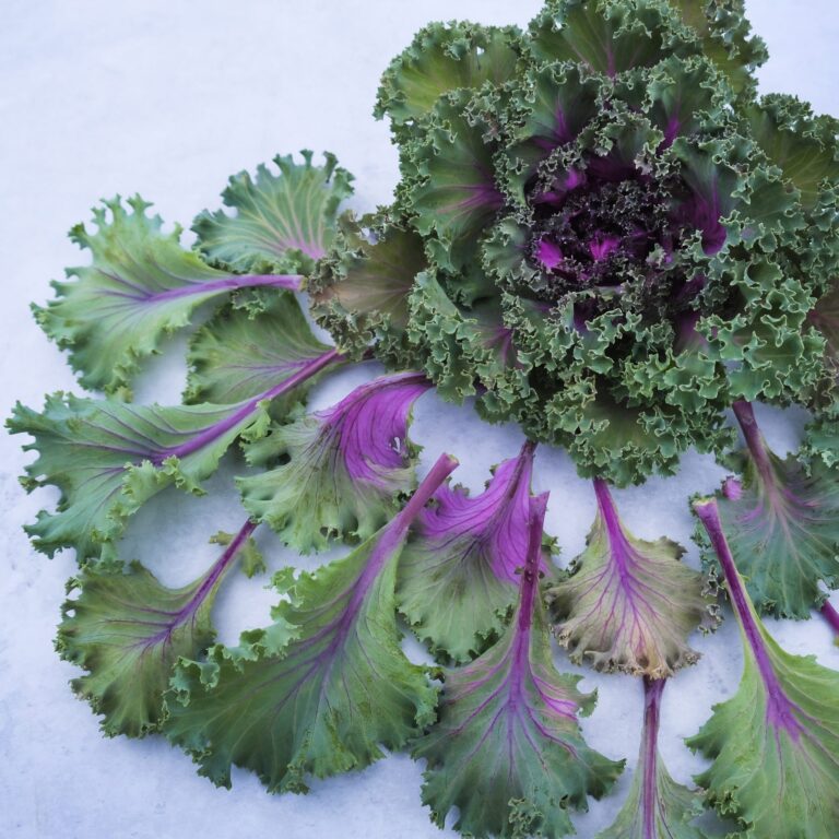 Kale Jardin Crimson 2 scaled 1