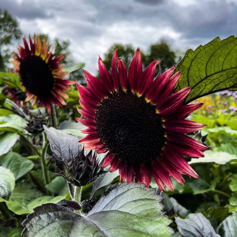 Sunflower Floristan 1 2048x2048 1