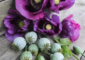 Poppy Hungarian Blue Breadseed LAH _DSF2700 scaled
