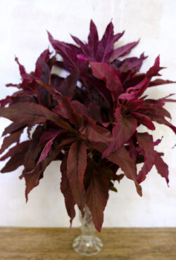 Amaranth Molten Fire LAH 2026 web_DSF0230 scaled