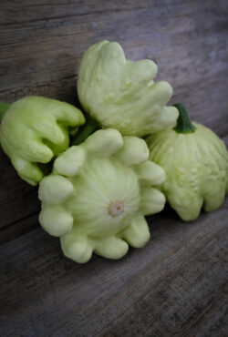 Courgette Jaune et Vert LAH 2026 web_DSF0238 scaled