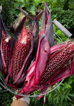 Drying Corn Double Red LAH 2026 web IMG_2544 scaled
