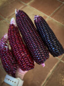 Drying Corn Double Red LAH 2026 web IMG_2820 scaled