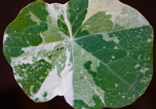 Microgreen Nasturtium Alaska web_1969004479 scaled