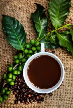 Edible Houseplant Arabica Coffee web _149849090 scaled