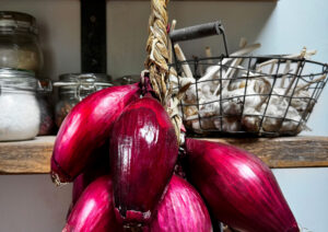 Onion Long Red of Florence