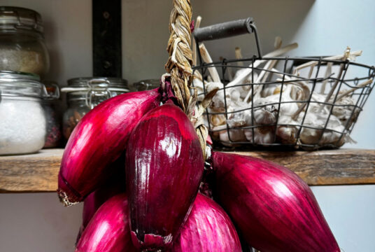 Onion Long Red of Florence