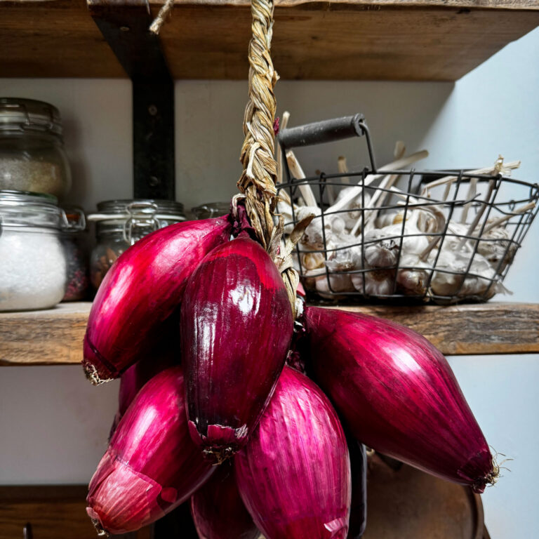 Onion Long Red of Florence