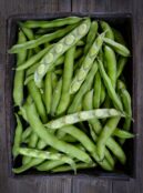 Broad Bean Autumn Light LAH 2025 web_DSF5360 scaled