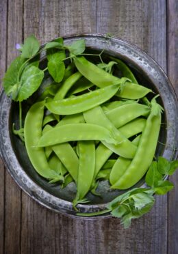 Mangetout Carouby de Maussane LAH 2025 web _DSF5377 scaled