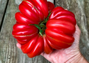 Tomato Mushroom Basket LAHIMG_2038 scaled