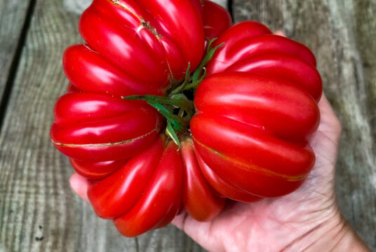 Tomato Mushroom Basket LAHIMG_2038 scaled