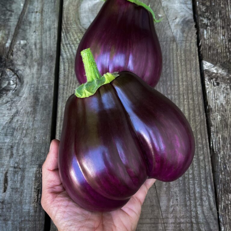 Cover Eggplant Black Beauty LAH IMG_2172 scaled