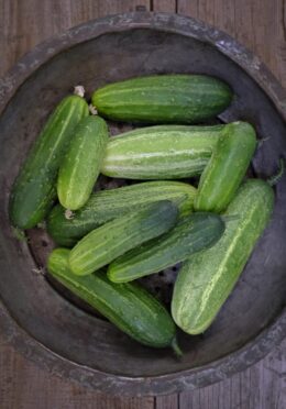 Cucumber Dar LAH 2026 web_DSF0248 1 scaled