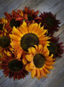 Sunflower Velevet Queen LAH 2025 web_DSF7638 1 scaled