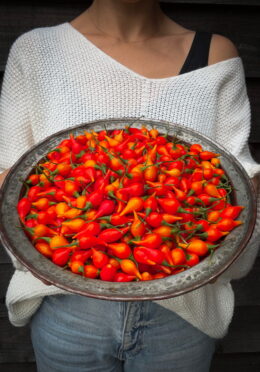 Chilli Biquinho Red LAH 2025 web IMG_3886 1 scaled