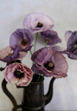 Poppy Amaging Grey LAH 2026 web_DSF9472 1 scaled