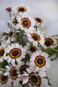Chrysanthemum Cockade LAH 2026 web_DSF9652 1 scaled