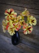Nasturtium Bloody Mary LAH 2025 web_DSF7580 1 scaled