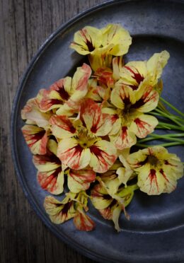 Nasturtium Bloody Mary LAH 2025 web _DSF7583 1 scaled