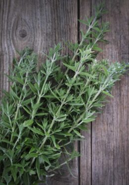 Herb Mountain Mint LAH 2026 web_DSF9662 1 scaled
